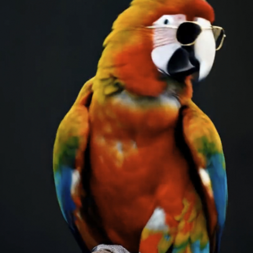 Pet Dance: Turn your pet into a dance star!